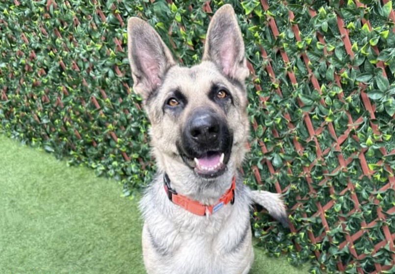 TRISH 3152 - German Shepherd Dog for adoption in Fort Lauderdale