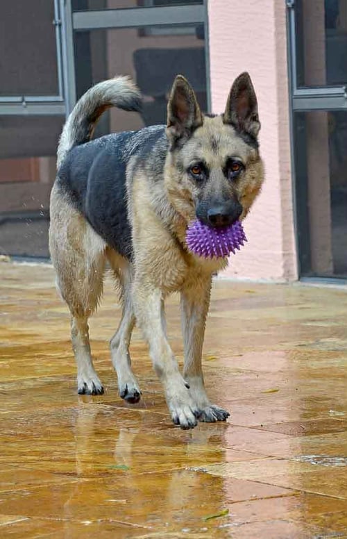 TRISH 3152 - German Shepherd Dog available for adoption