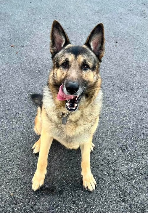 BRUNO 3172 - German Shepherd Dog for adoption in Fort Lauderdale
