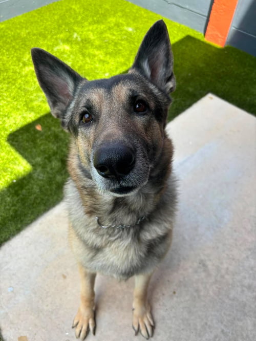 BRUNO 3172 - German Shepherd Dog available for adoption