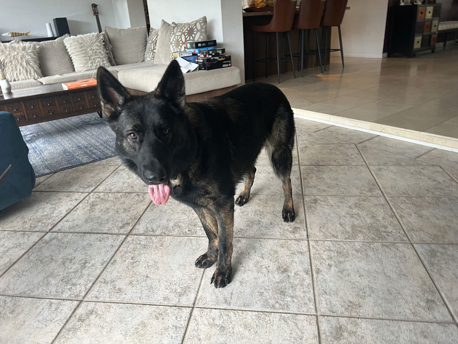 KAISER 3148 - German Shepherd Dog for adoption in Fort Lauderdale