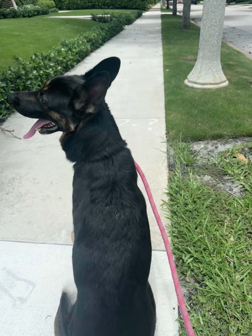 KIIBA 3167 - German Shepherd Dog available for adoption