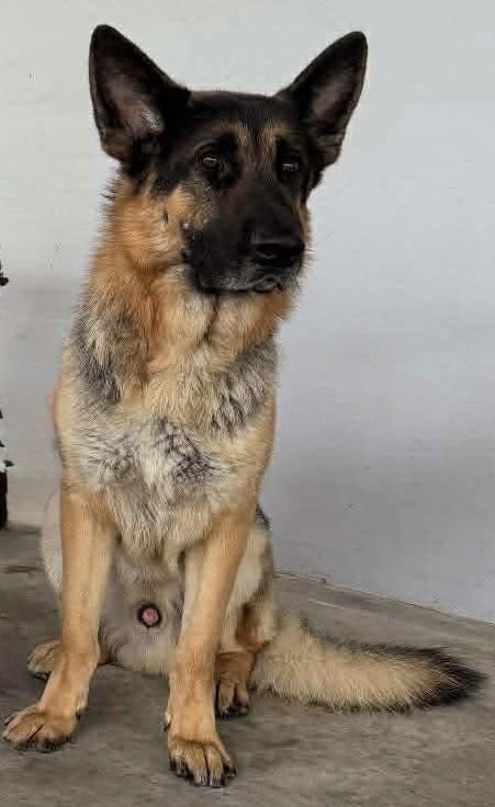 MUFASA 3146 - German Shepherd Dog for adoption in Fort Lauderdale