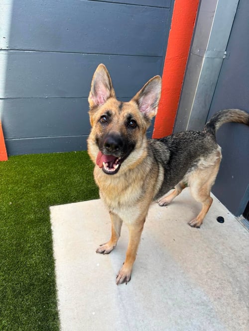 MILA 3171 - German Shepherd Dog for adoption in Fort Lauderdale