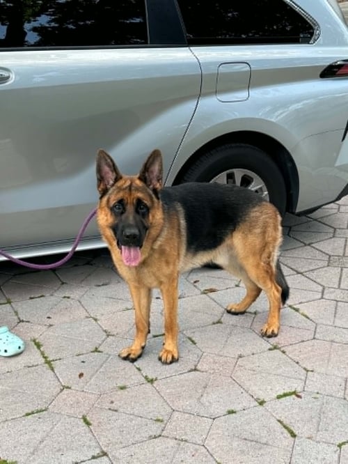 HUNTER 3169 - German Shepherd Dog for adoption in Fort Lauderdale