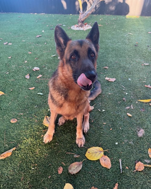 BEAR - German Shepherd Dog for adoption in Fort Lauderdale