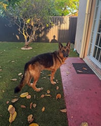 Bear - Photo 2