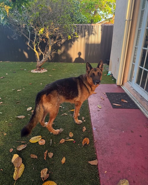 BEAR - German Shepherd Dog available for adoption