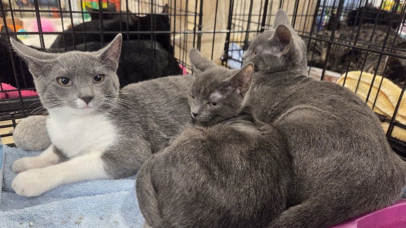 RAINEE - Domestic Short Hair available for adoption