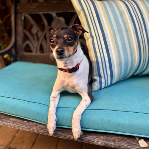 VIOLET - Rat Terrier / Chihuahua for adoption in Santa Clara
