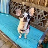 Dottie - Photo 2