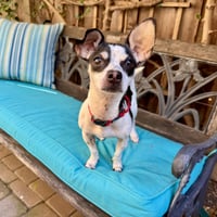 Dottie - Photo 3