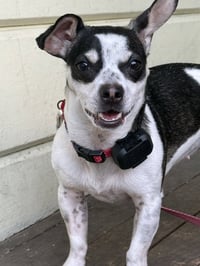Dottie - Photo 4
