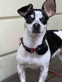 Dottie - Photo 5