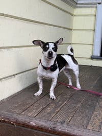 Dottie - Photo 6