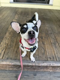 Dottie - Photo 7