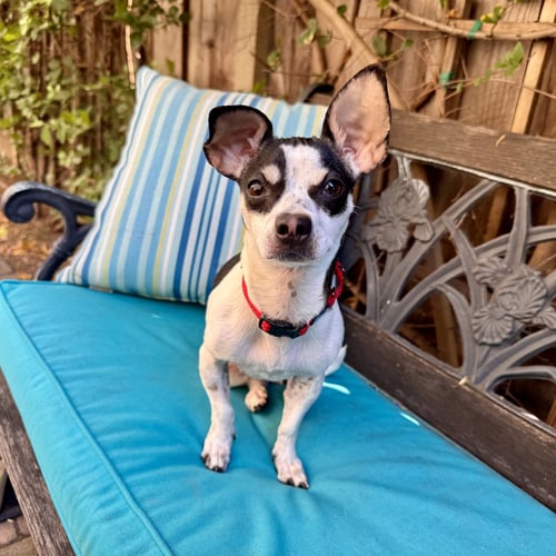 DOTTIE
