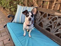 Dottie - Photo 8