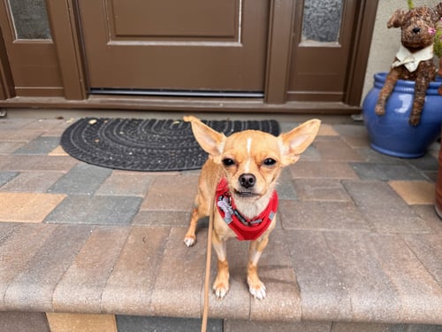 TINY - Chihuahua for adoption in San Jose