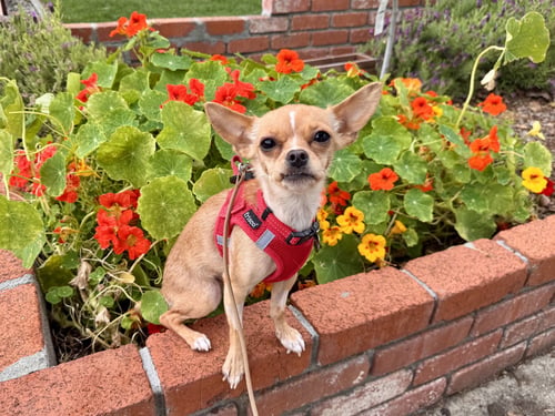 TINY - Chihuahua available for adoption