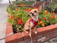 Tiny - Photo 3