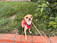 Tiny - Photo 4