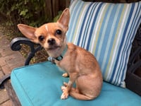 Tiny - Photo 6