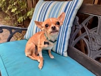 Tiny - Photo 7