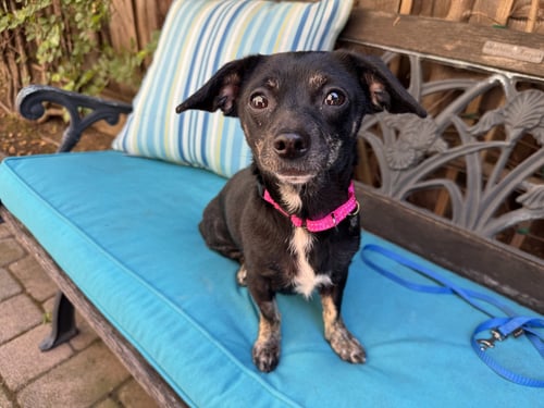 MAISY - Chihuahua / Dachshund for adoption in San Jose