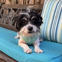 Wiggles - Photo 2