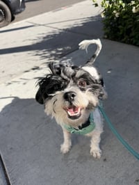 Wiggles - Photo 3