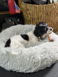 Wiggles - Photo 4