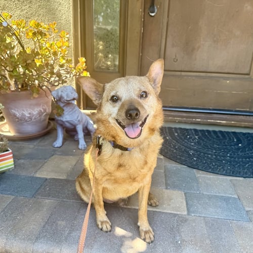 BORRIS - Australian Cattle Dog/Blue Heeler available for adoption