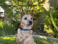 Borris - Photo 8