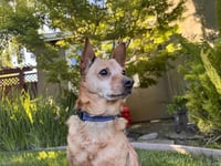 Borris - Photo 9