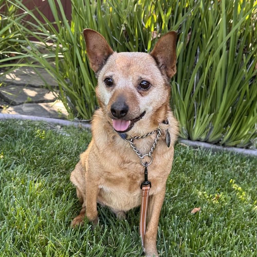 BORRIS - Australian Cattle Dog/Blue Heeler for adoption in San Jose