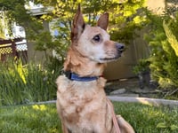 Borris - Photo 10