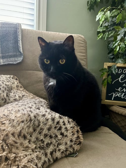 JOHN - Domestic Medium Hair / Domestic Short Hair for adoption in San Jose