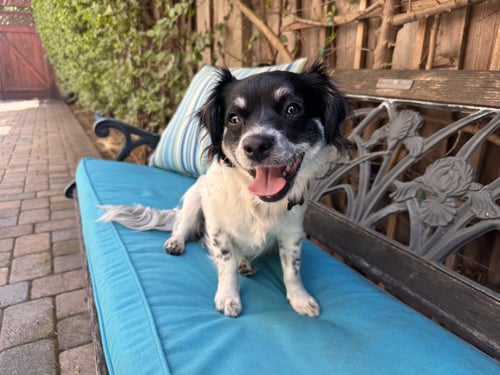 ASHLEY - Spaniel / Terrier available for adoption