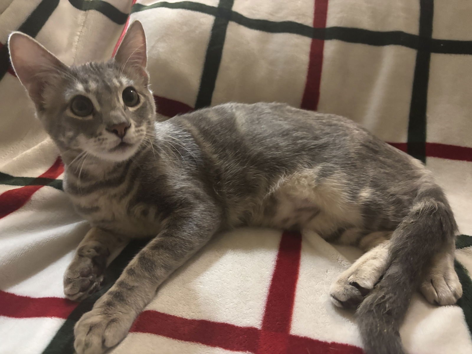 DIPPER - Domestic Short Hair available for adoption