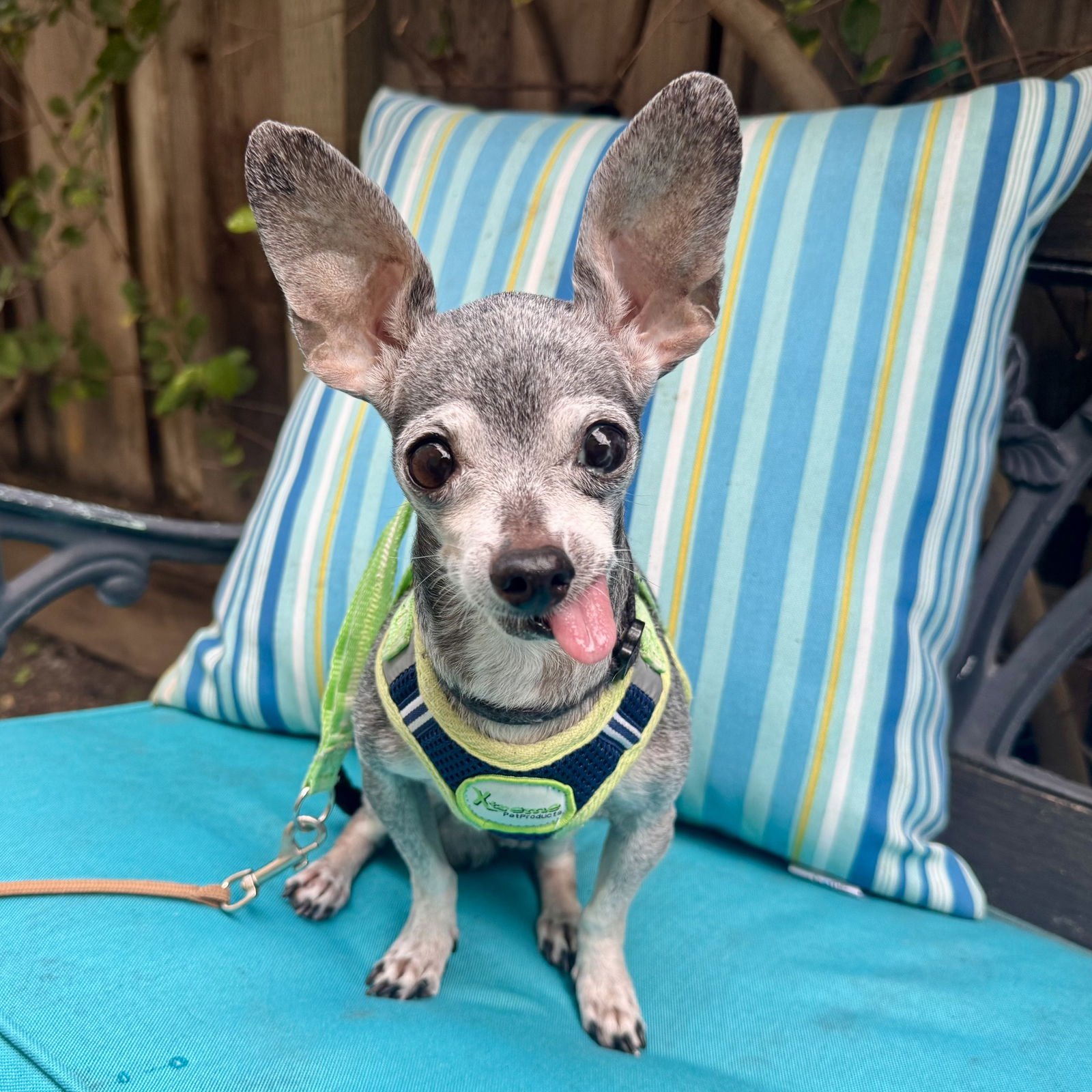 BAXTER - Chihuahua for adoption in Santa Clara