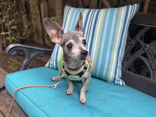 BAXTER - Chihuahua available for adoption