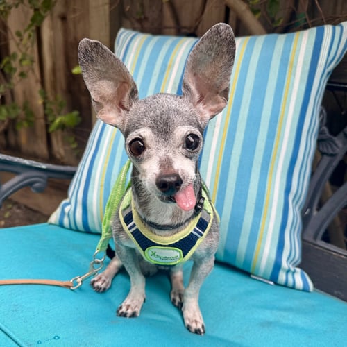 BAXTER - Chihuahua for adoption in San Jose