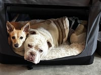 Charlie Chapo - Photo 3