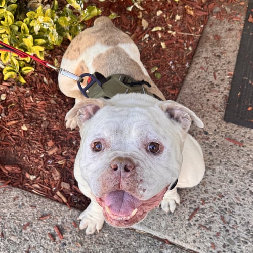 CHARLIE CHAPO - American Bulldog / Bulldog available for adoption