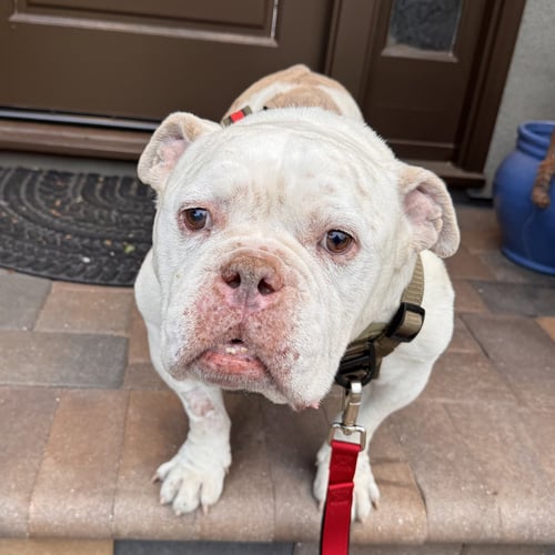 CHARLIE CHAPO - American Bulldog / Bulldog for adoption in San Jose