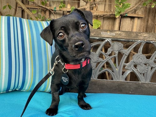 DARLA - Chihuahua for adoption in San Jose