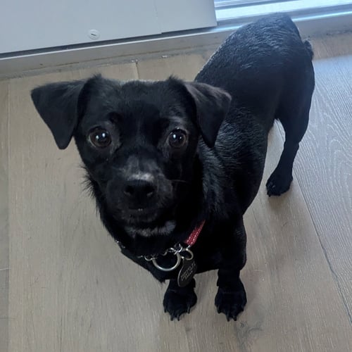 DARLA - Chihuahua available for adoption