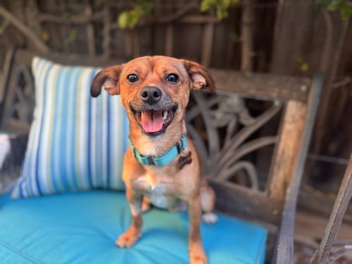 INDIGO - Chihuahua / Terrier for adoption in Santa Clara