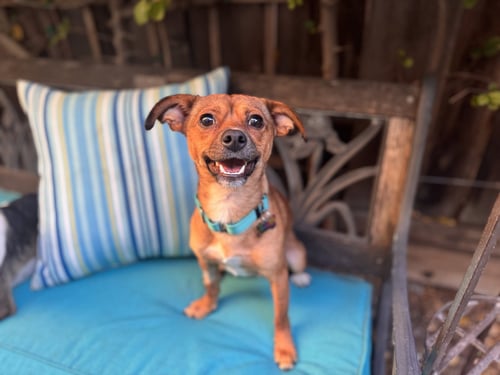 INDIGO - Chihuahua / Terrier available for adoption